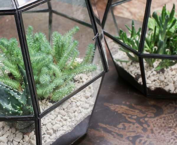 small indoor greenhouses with plants inside
