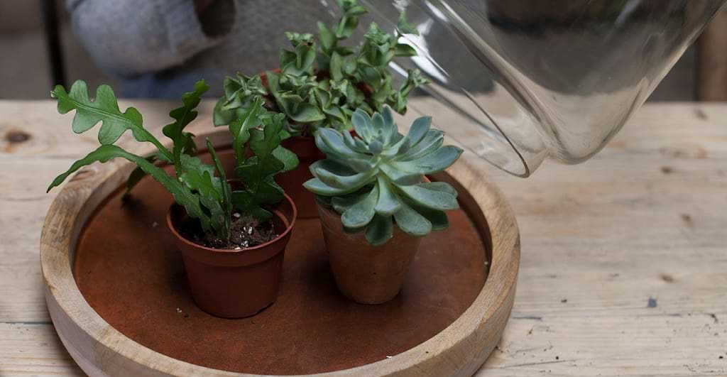 small indoor glass house with plants