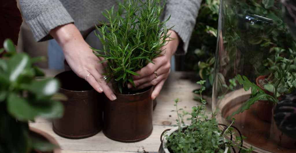 planting rosemary in pot