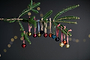 Dew Drop Baubles - Mixed Antique - (Set of 12)