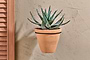 The Jara Single Wall Hung Planter by nkuku, featuring a green aloe vera plant with spiky leaves in terracotta, is mounted on a beige textured wall. A wooden shutter to the left adds to the warm and minimal aesthetic.