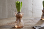 A green bulb plant with unopened leaves grows in nkuku’s Enir Hyacinth Vase - Dusty Terracotta, its roots visible through the glass. The hourglass vase sits on wood by a neutral wall, with part of another terracotta vessel on the right.