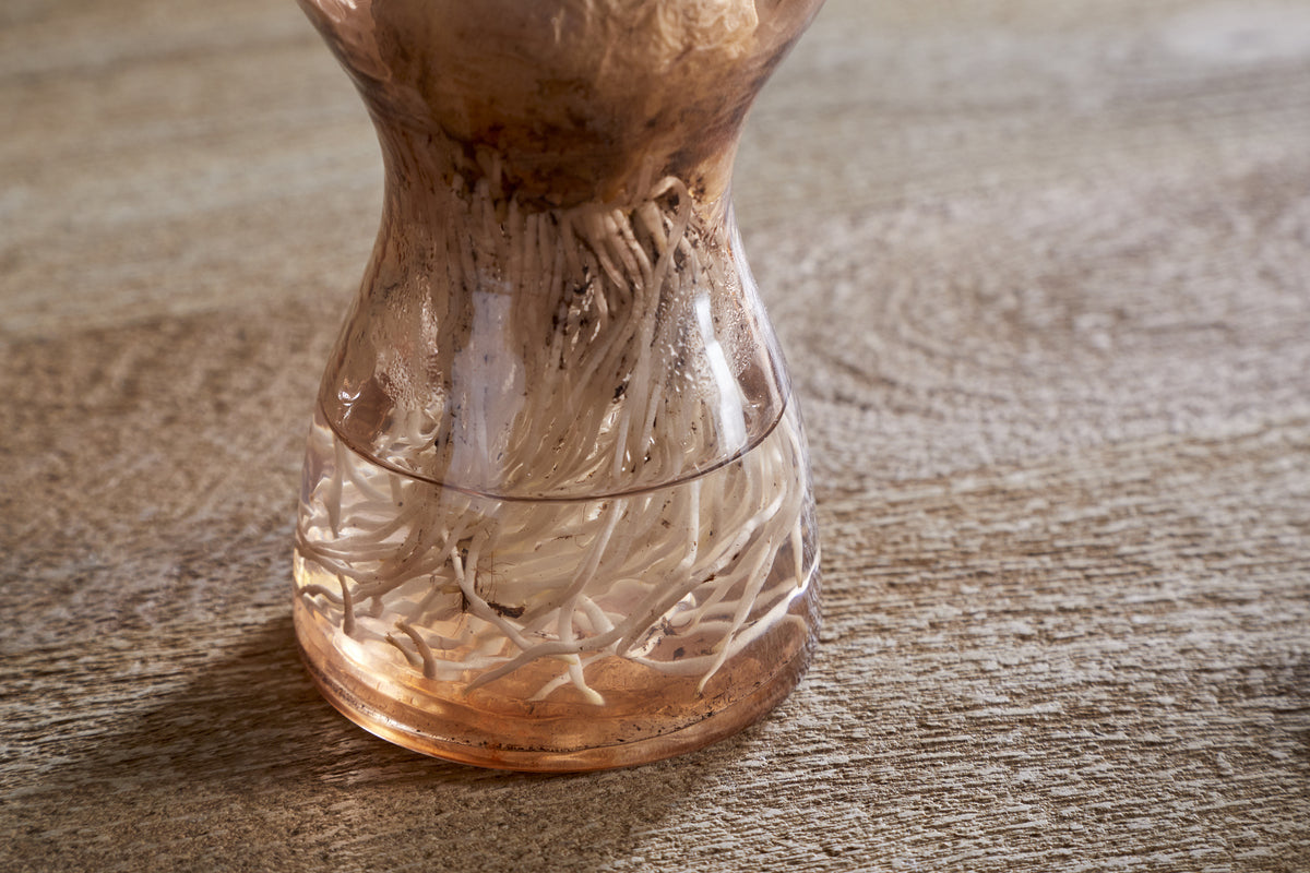 A close-up shows white onion roots spreading in water inside the nkuku Enir Hyacinth Vase—Dusty Terracotta, set on a wooden surface with a softly blurred background.