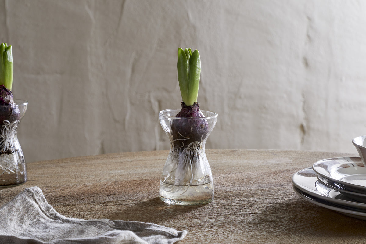 A small bulb with green shoots sits in the clear Enir Hyacinth Vase by nkuku, filled with water on a wooden table. To the left is a gray napkin; to the right, a stack of white plates.