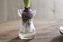 A purple bulb with green leaves and white roots sits in the nkuku Enir Hyacinth Vase - Clear, filled with water. The vase is placed on a light wooden surface against a plain beige background.