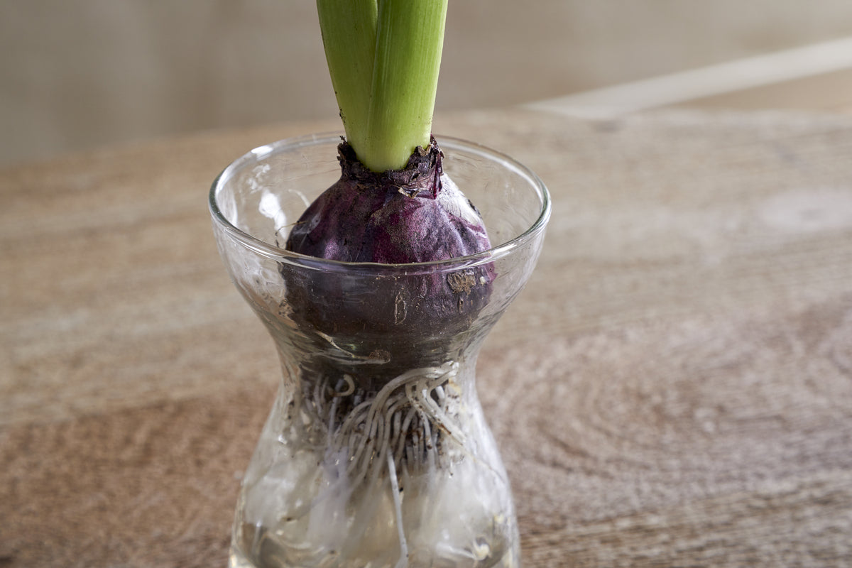 A purple bulb with green shoots and white roots sits in the clear Enir Hyacinth Vase by nkuku, filled with water and placed on a wooden surface against a softly blurred background.