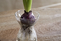 A purple bulb with green shoots and white roots sits in the clear Enir Hyacinth Vase by nkuku, filled with water and placed on a wooden surface against a softly blurred background.