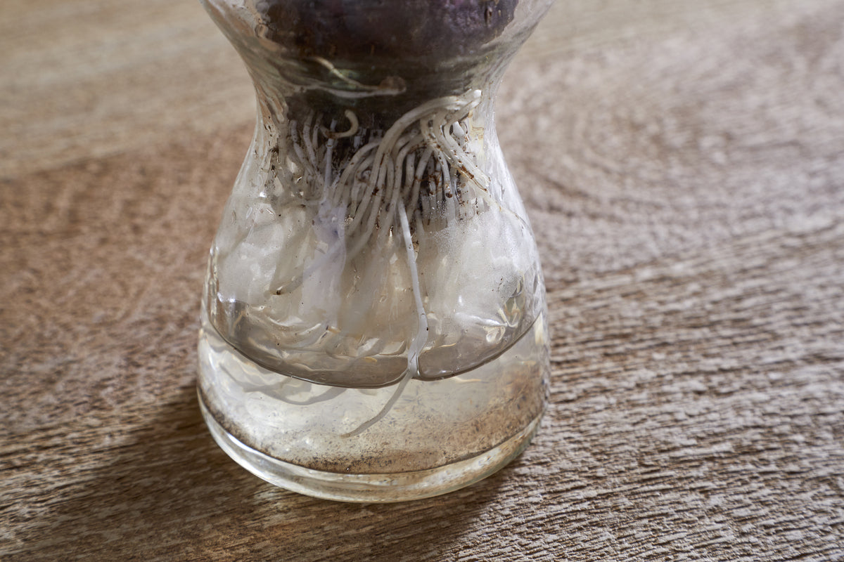 The nkuku Enir Hyacinth Vase - Clear displays white roots growing from a plant bulb in clear water, set on a textured wooden surface that emphasizes the clarity of the vase and intricate root details.