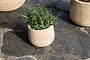 Zadie Etched Ceramic Planter - Neutral - Small-nkuku