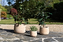Zadie Etched Ceramic Planter - Neutral - Small-nkuku