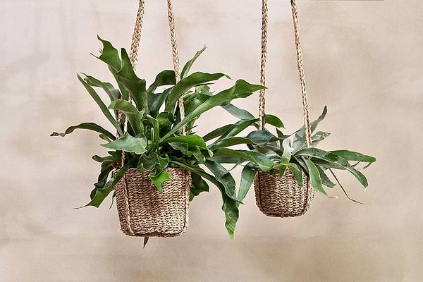 Nkuku VASES & PLANTERS Sangdi Seagrass Hanging Planter