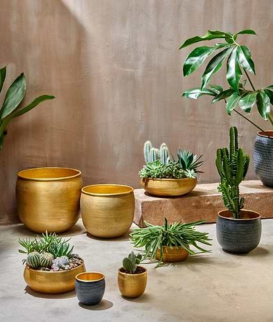 Indoor Planting Tips for Autumn-nkuku