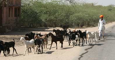 Travels in India-nkuku