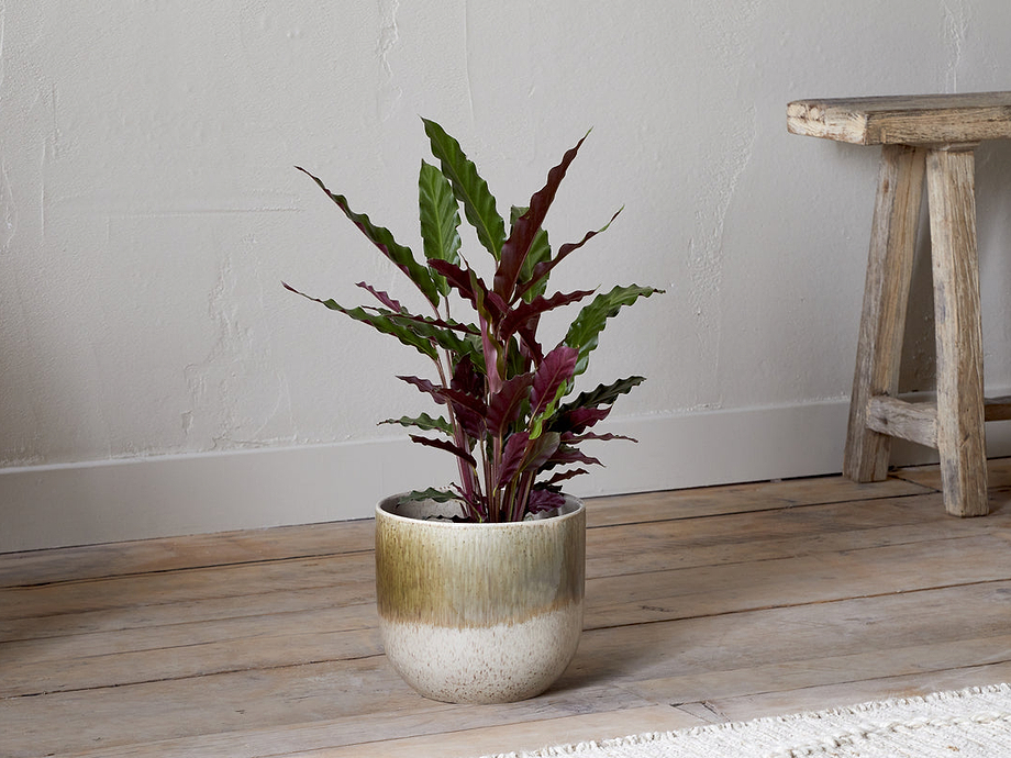 Almeida Reactive Glaze Plant Pot - Olive & Natural