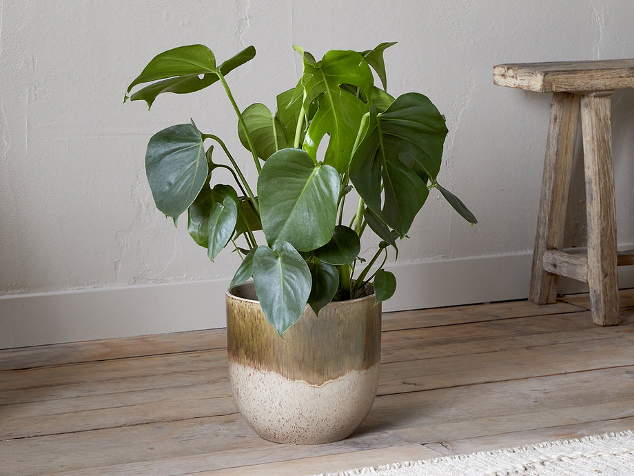 Almeida Reactive Glaze Plant Pot - Olive & Natural