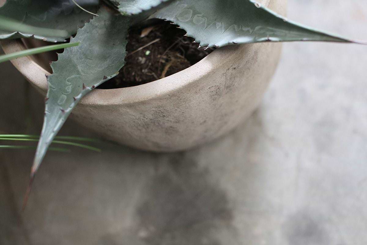 A gray-green agave with pointed, spiny leaves sits in the nkuku Affiti Clay Planter - Medium, a light beige, textured handmade pot placed on a gray concrete surface, adding rustic charm to any garden decor.