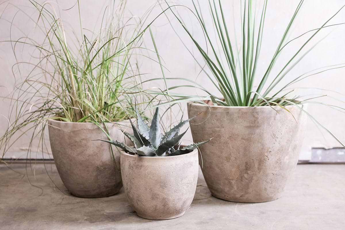 The nkuku Affiti Clay Planter - Medium is a beige, handmade garden pot with a rustic, textured finish. Shown holding spiky or grassy desert plants on a concrete floor, it adds charm to neutral, rustic garden decor.