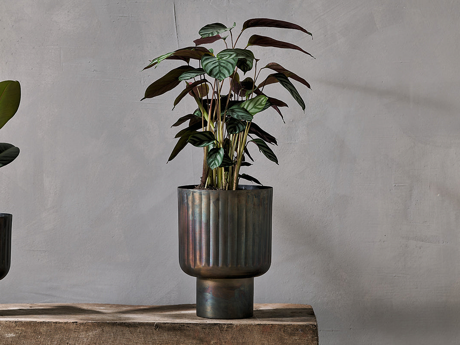 Dasalla Planter - Aged Brass