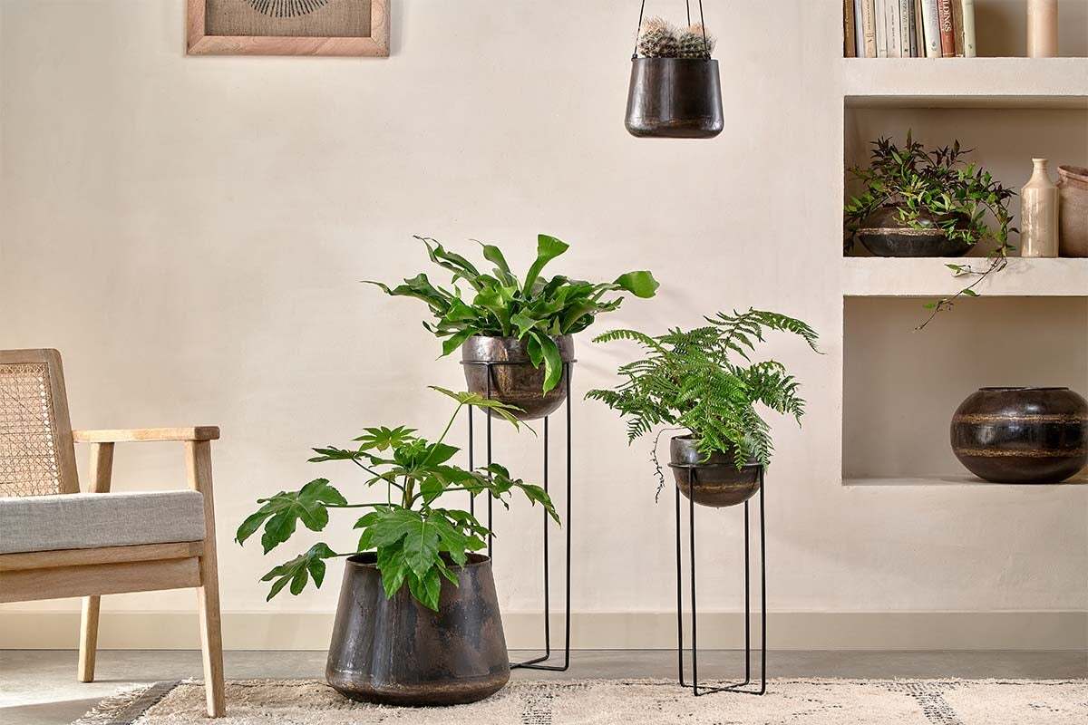 A modern living room features a wooden chair, three green potted plants on the nkuku Endo Reclaimed Iron Planter Stand, a hanging pot, wall shelves with books, plants, and ceramic vases against a light beige wall and cozy decor.