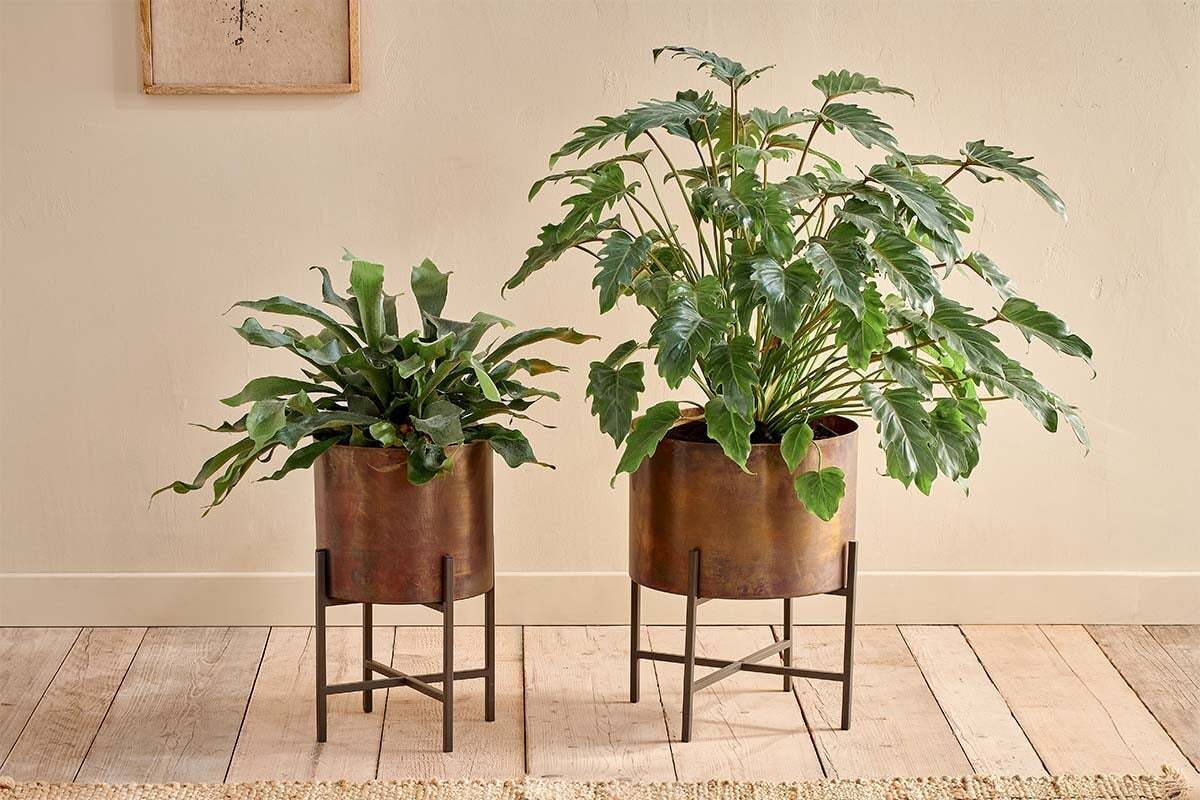 Two leafy green house plants sit side by side in nkuku Juoni Iron Planters with bronze finish, placed on iron stands on a light wooden floor against a beige wall. The left plant is smaller with wavy leaves; the right is taller with large, split leaves.