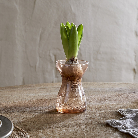 A hyacinth bulb with green shoots grows in the nkuku Enir Hyacinth Vase - Dusty Terracotta, filled with water and set on a wooden table beside a gray napkin and partially visible plates, against a light textured wall.