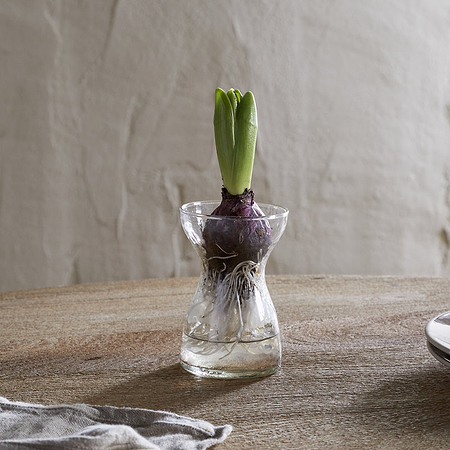 A small bulb with green shoots sits in the clear Enir Hyacinth Vase by nkuku, filled with water on a wooden table. To the left is a gray napkin; to the right, a stack of white plates.