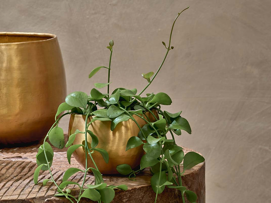 Atsu Brass Planter