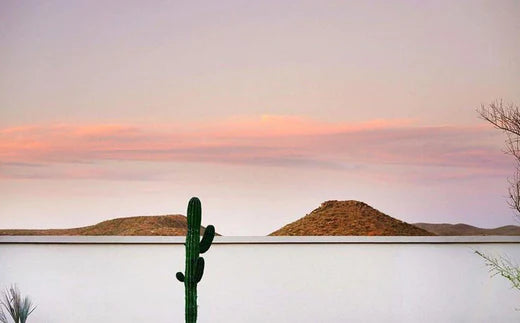 Vast landscape, with cactus in foreground 