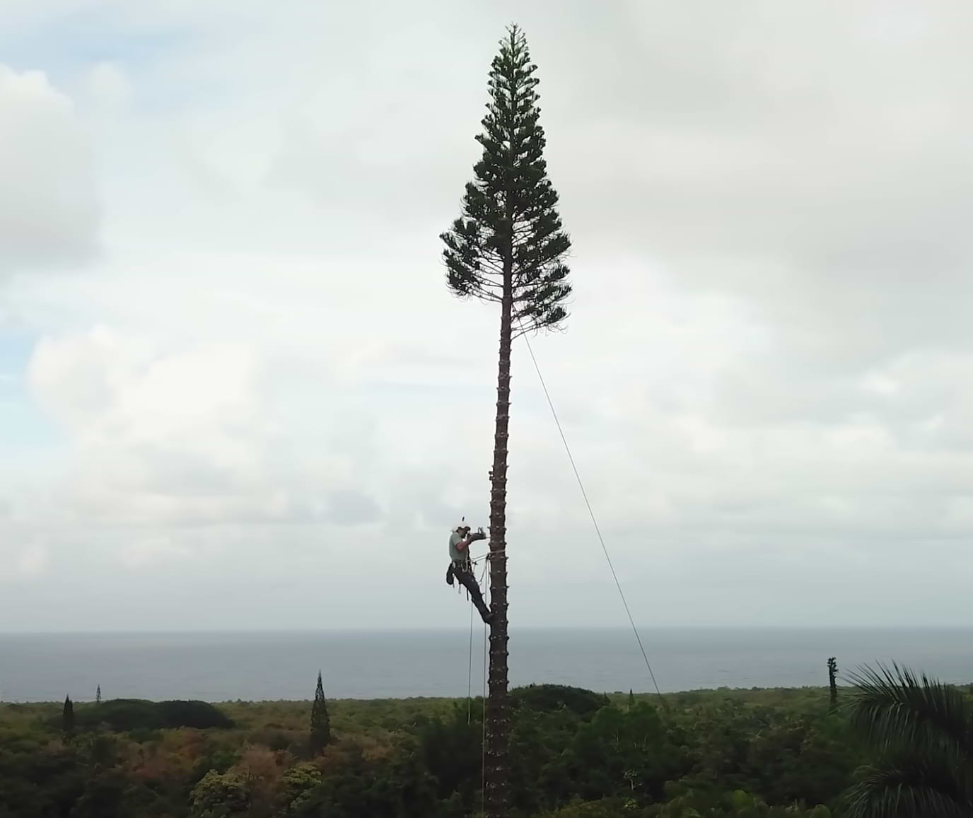 The Arborist