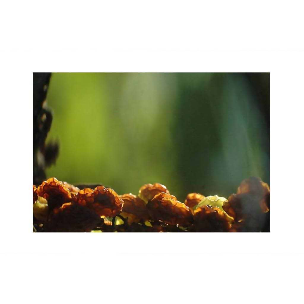 トカイ・エッセンシア 2016 0.375ℓ