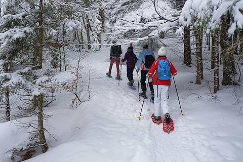 A group of adults snowshoeing in the woods.