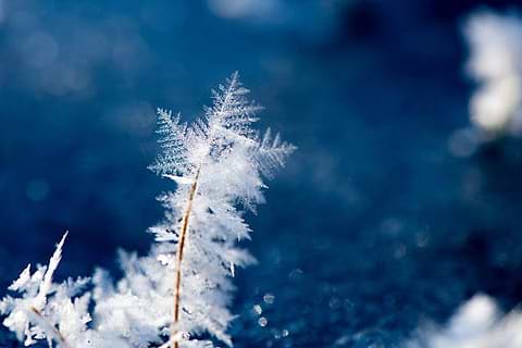 frost on a tree branch