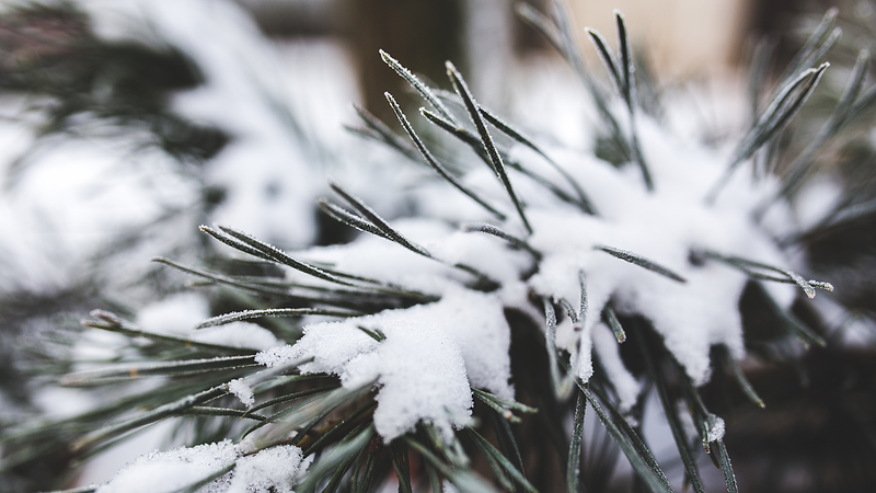 Snow laden pine branch.