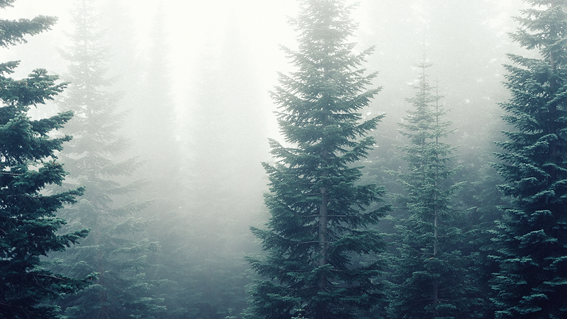 Pine trees in mist. 