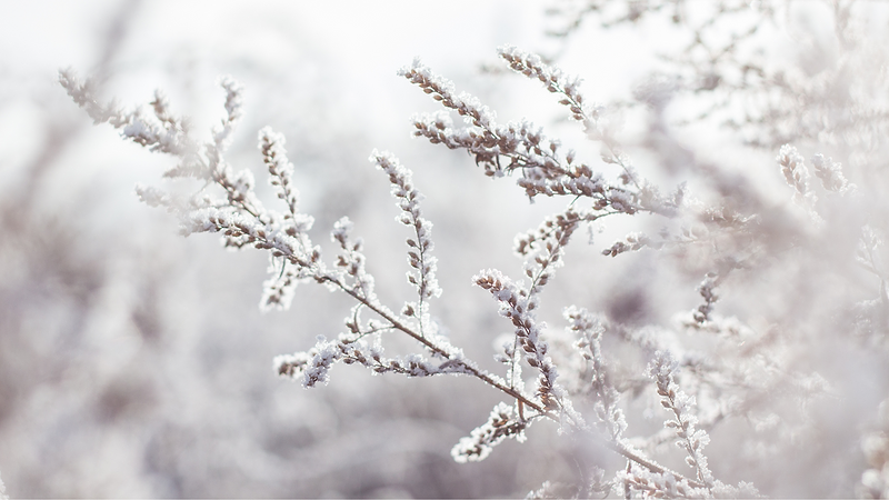 Frosted plants in winter. | Heat Holders® Makers of The Warmest Thermal Sock