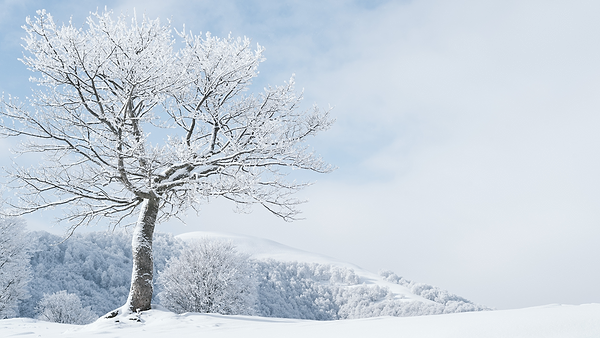 A lone tree in winter.