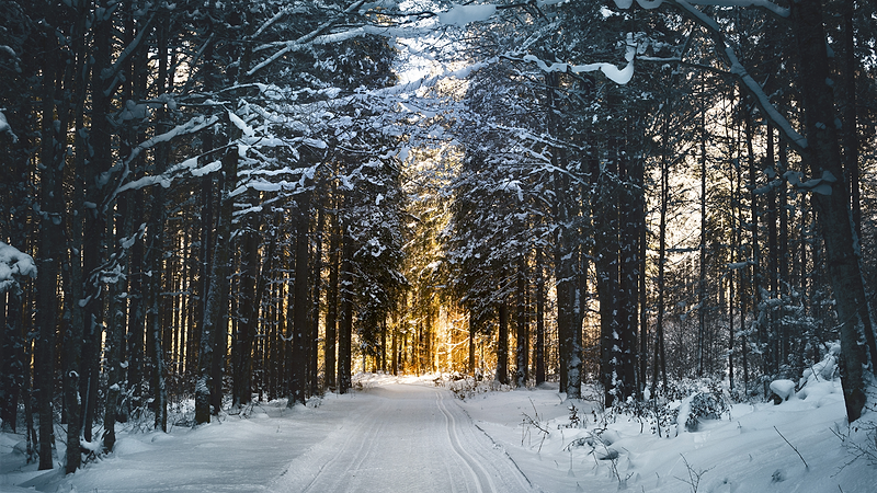 Snowy road in the forest. Heat Holders® Puffer Jackets.