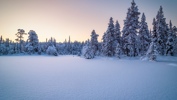 A pristine snowy field, lined with snow-laden pine trees.  | Heat Holders®