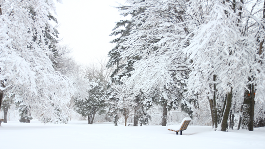 A snow-laden park.