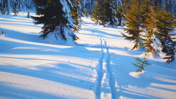 cross country ski trail through the snow in the woods