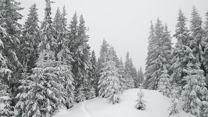 Snowy wintry forest scene