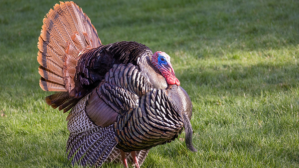 A turkey in a field.