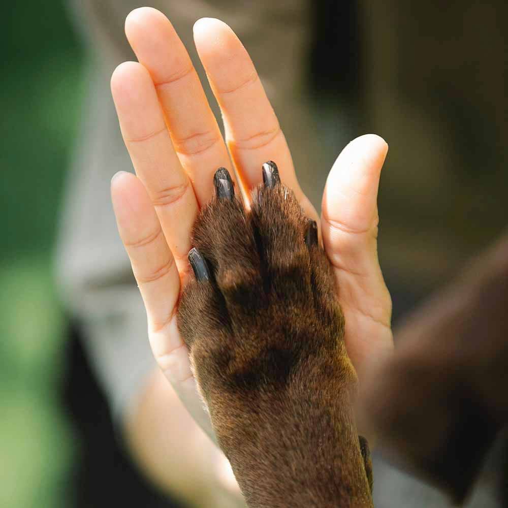 Dog's paw in its owner's palm.