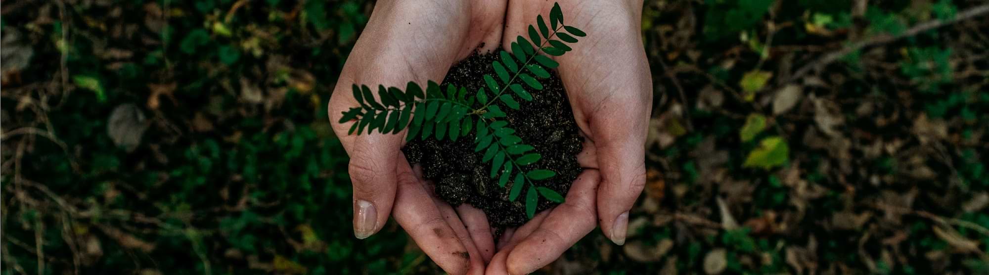 10 Tips to Live More Sustainably Everyday