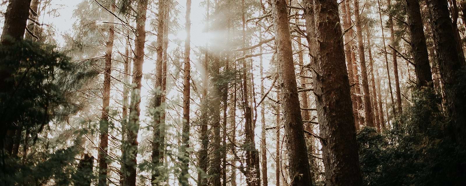 Featured Couple - Meet Nicole and Sean