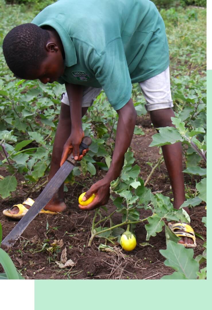 In a field at a The Greener Diamond location in Liberia, a boy uses a long blade to cut a small yellow fruit from a vine. 