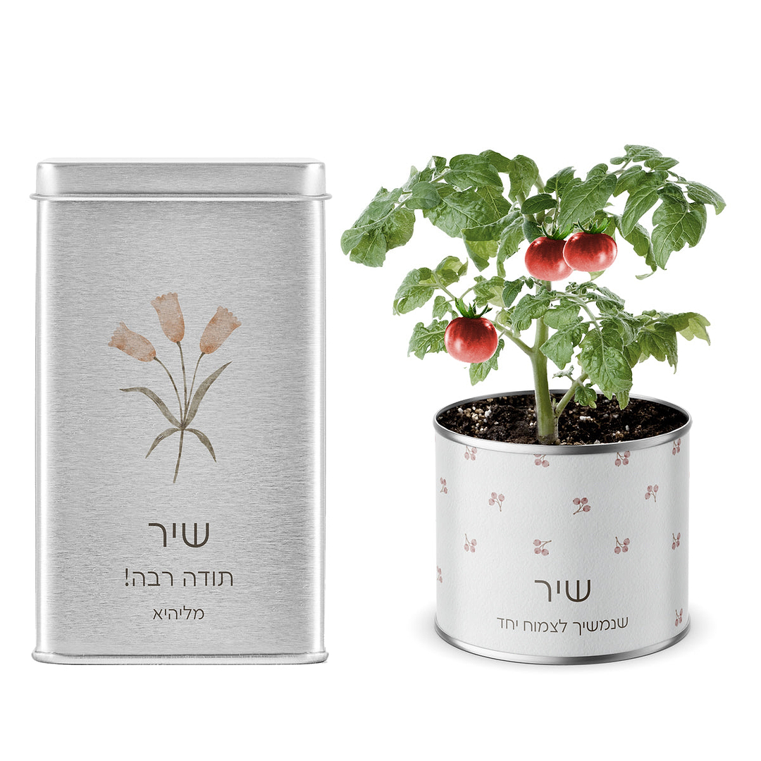 מארז לט"ו בשבט - עציץ בפחית - מארז שוקולד - אביב
