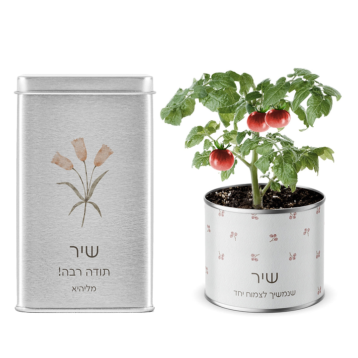 מארז לט"ו בשבט - עציץ בפחית - מארז שוקולד - אביב