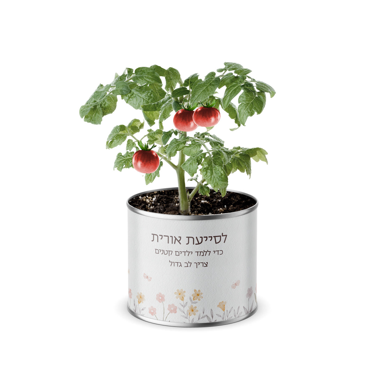 עציץ בפחית - שלווה מורה