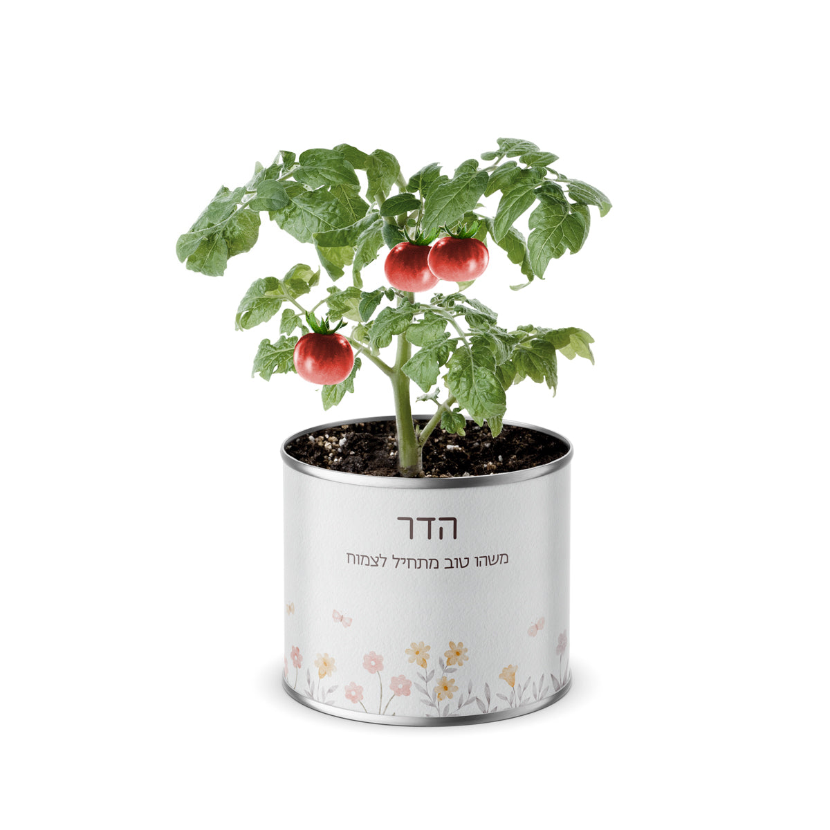 עציץ בפחית - שלווה